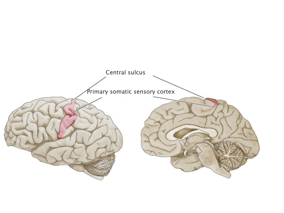 <p>Cortical areas (Brodmann's areas 3, 1 and 2) in the postcentral gyrus that first receive somatosensory signals from the relevant thalamic nuclei (ventral posterior complex). Also called primary “somatosensory” cortex.</p>