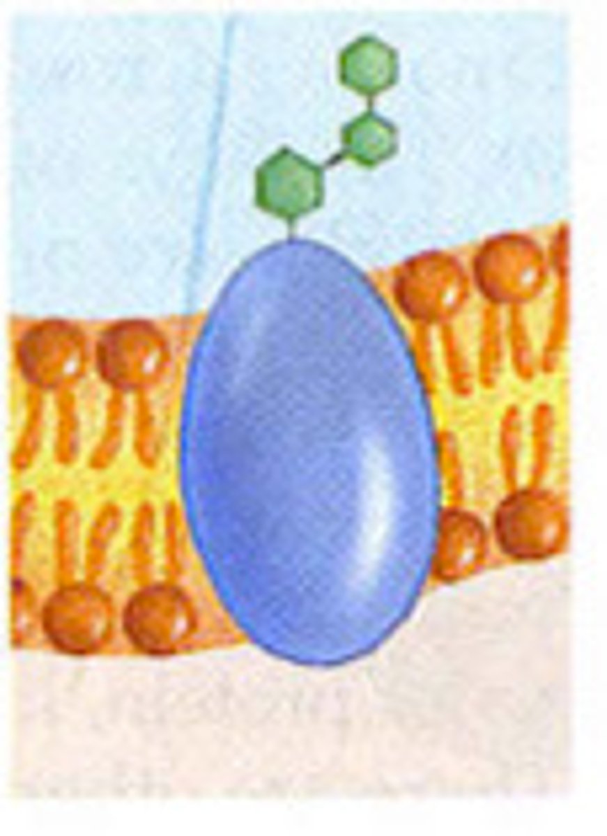 <p>DEFINITION</p><p>A protein with an attached sugar chain. Act as ID tags which give each cell its identity.</p>
