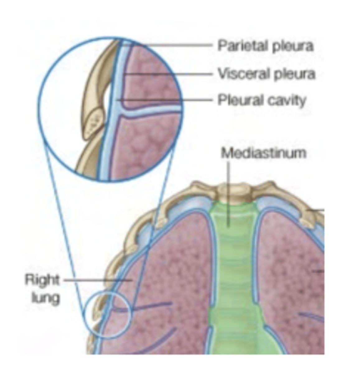 <p>Associated with the lungs. It ENTERS into each of the lobes through their fissures, as a double layer of visceral pleura, almost reaching the hilum</p>