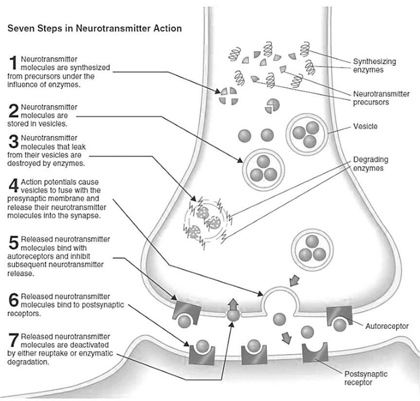 <p>1) Blokkage van voltage afhankelijke ionkanalen</p><p>2) Substraten voor NT synthese</p><p>3) Interferentie met enzymen verantwoordelijk voor synthese van NT</p><p>4) Interferentie met stapeling van NT in synaptische vesikels</p><p>5) Inhibitie/stimulatie van vrijstelling NT</p><p>6) Remmen van neuronale heropname van NT</p><ul><li><p><em>vb. SSRI</em></p></li></ul><p>7) Interferentie van afbraak NT</p><p>8) Interactie met receptoren voor NT</p><p></p>