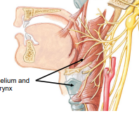 <p>X. Vagus Nerve: Somatic Motor/Sensory</p>