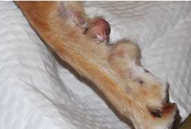 <p>marginal excision of low-grade STS</p><p>recurrence rate of 11%</p>