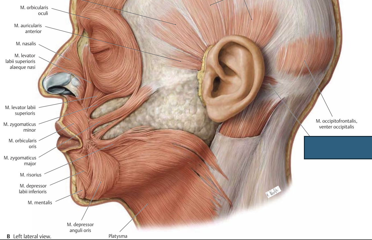 <p>m. auricularis posterior</p>