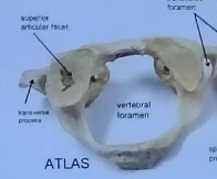<ul><li><p>First cervical vertebrae of the vertebral column</p></li><li><p>Allows the&nbsp;“yes” motion of the head</p></li><li><p>named after the titan atlas&nbsp;</p></li></ul><p></p>
