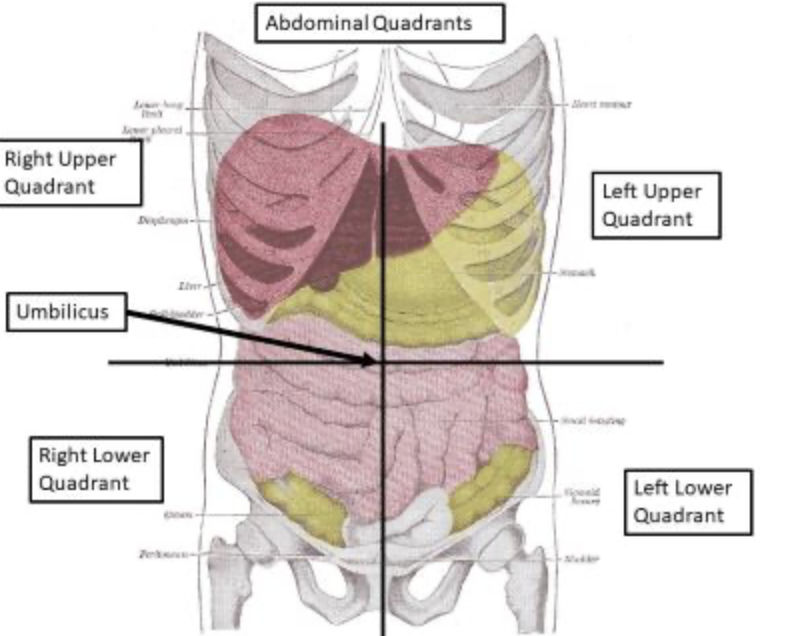 <p>a segment or subdivision of an organ</p>