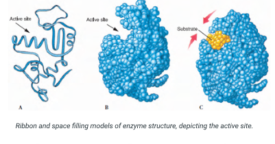 <p>Enzymes’ active sites are typically located in pockets&nbsp;on the protein surface and the active site containes a mixture of polar and nonpolar amino acids that create a chemical environment that is specific to the particular enzyme substrate whiche nsures that only chemcially complementery substrates are able to bind to the enzyme.</p>