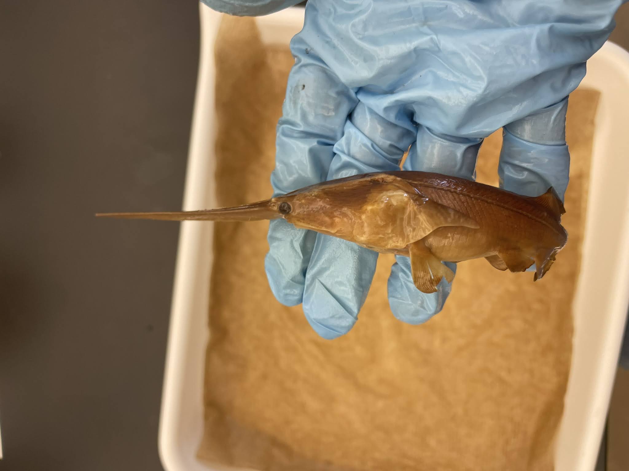 <p>Paddlefish</p>