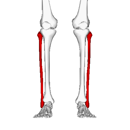 lateral to tibia
