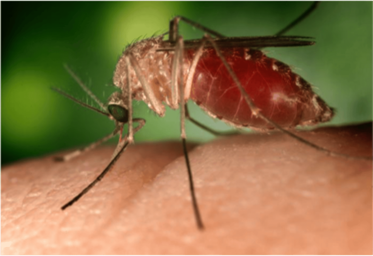 <p>mosquito bite</p>