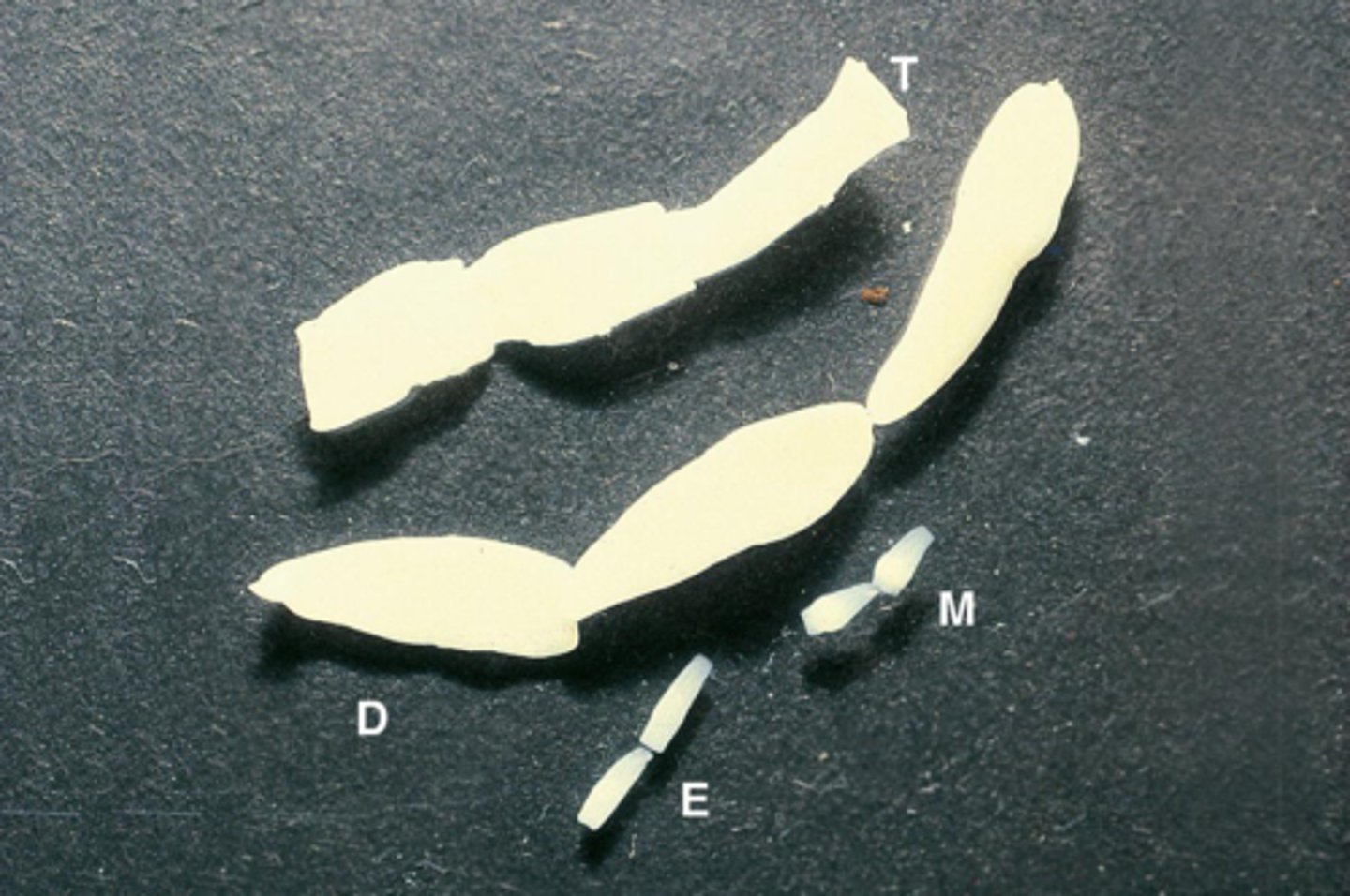 <p>What parasite is D if it is from a dog</p>