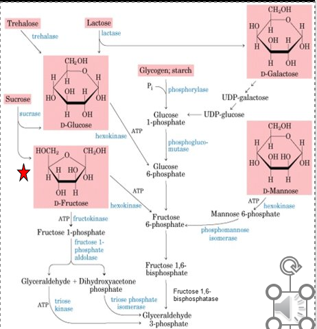 <ul><li><p>Autosomal <mark data-color="yellow" style="background-color: yellow; color: inherit">recessive</mark></p></li><li><p>3 Main Disorders</p><ul><li><p>Fructokinase Deficiency (Fructosurea)</p></li><li><p>Hereditary Fructose Intolerence (Fructosemia)</p></li><li><p>Fructose 1,6-Biphosphatase Deficiency</p></li></ul></li></ul><p></p>