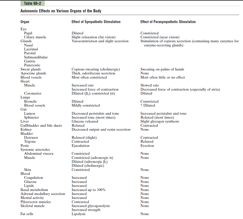 <p>Parasympathetic System - Rest and Digest</p>