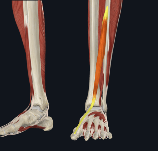 <p>name the yellow highlighted muscle </p>