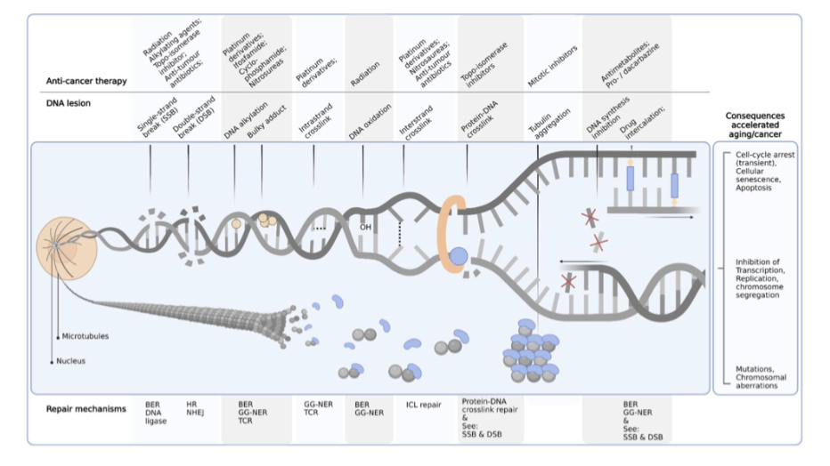 <p><span style="background-color: inherit; line-height: 22px; color: windowtext;"><span>Fundamental rationale of cancer therapies - DNA damaging</span></span></p><ul><li><p><span style="background-color: inherit; line-height: 22px; color: windowtext;"><span>Not selective to only cancer cells</span></span><span style="line-height: 22px; color: windowtext;"><span>&nbsp;</span></span></p></li></ul><ul><li><p class="Paragraph SCXO168826272 BCX0" style="text-align: left;"><span style="background-color: inherit; line-height: 22px; color: windowtext;"><span>Harms cells that proliferate fast</span></span></p></li></ul><p></p>
