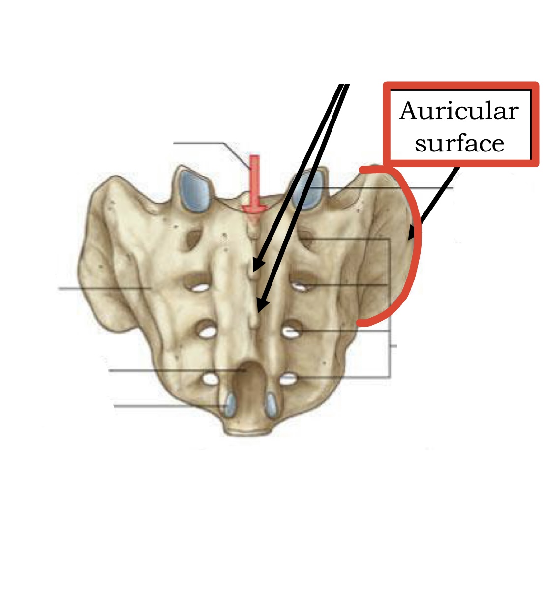 <p><span><span>Auricular surface</span></span></p>