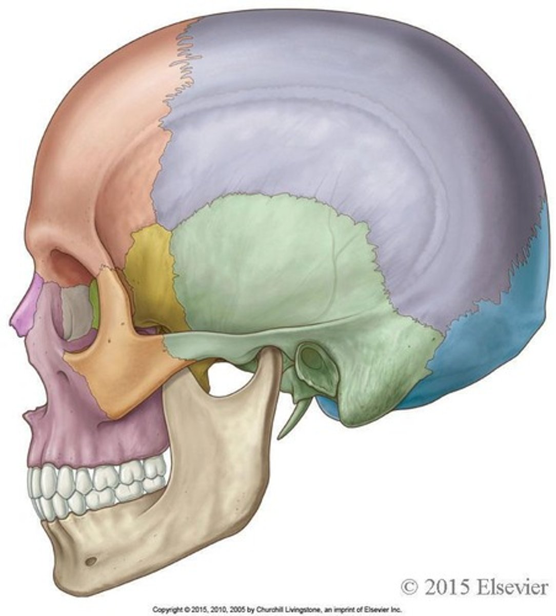 <p>Parietal bones (2) and Temporal bones (2)</p>