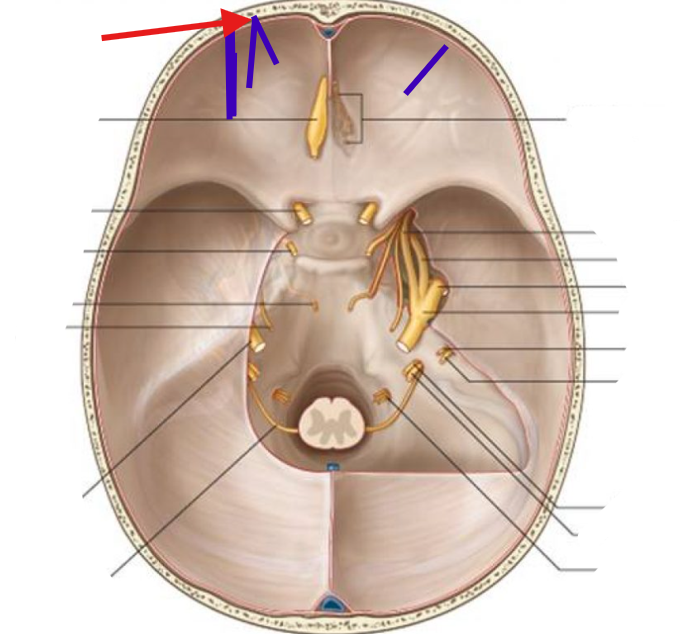 <p>What is this collective structure?</p>