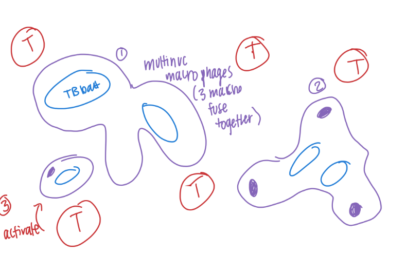 <p>how are granulomas formed/ what are they made of? </p><p>what do they do? </p>