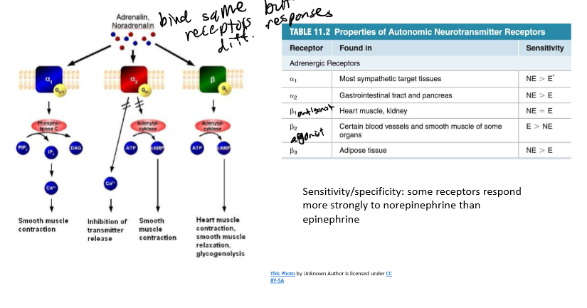 <p>one of Cannon’s postulates; applies to signal specifity</p>