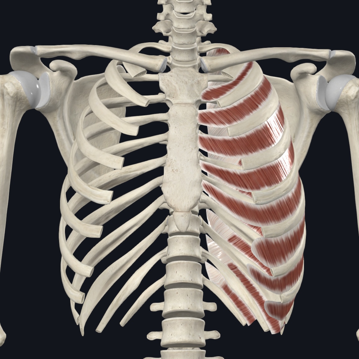 <p>Inferior border of ribs</p>