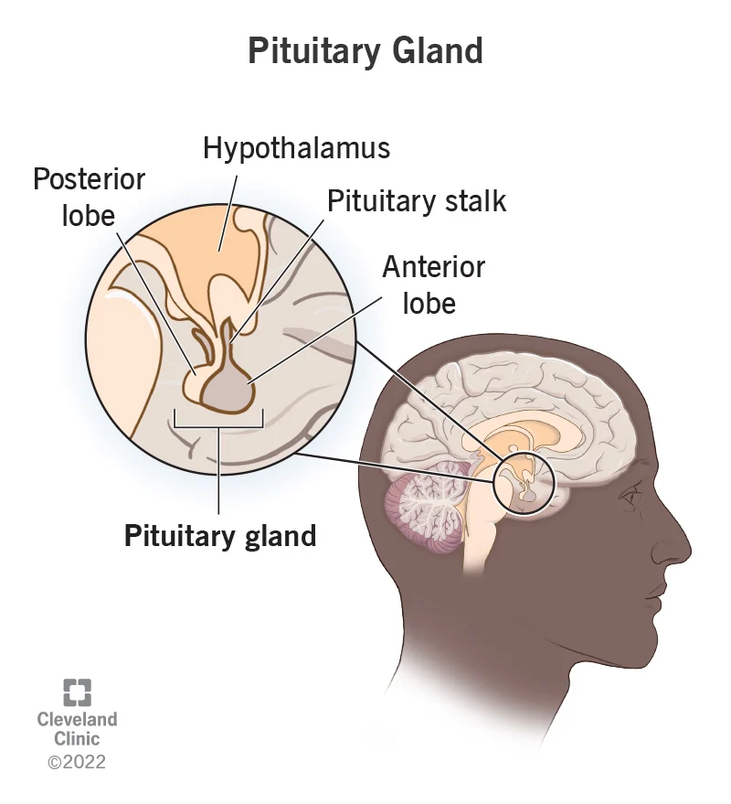 <p>the small endocrine gland located in the center of the brain just under the hypothalamus; known as the master gland.</p>