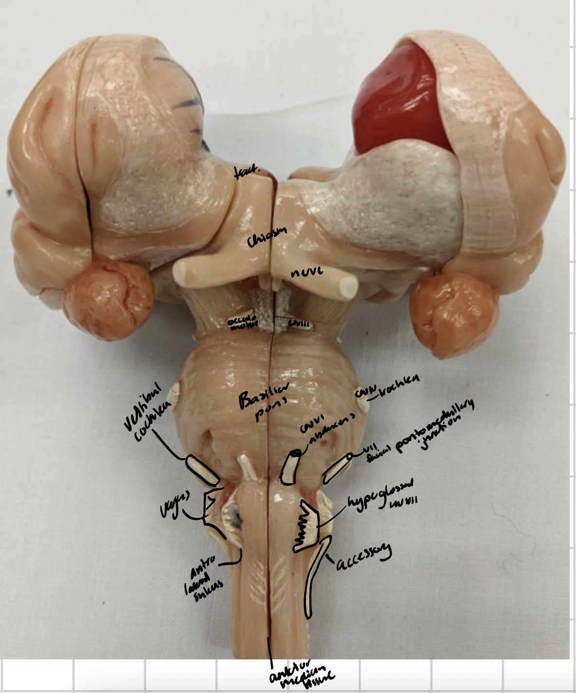 knowt flashcard image