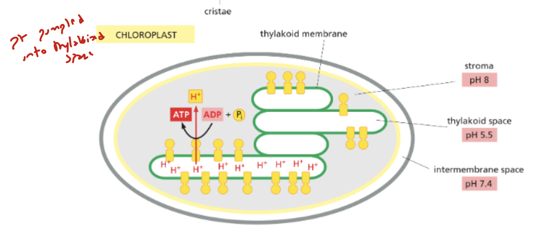<p>thylakoid membrane</p>