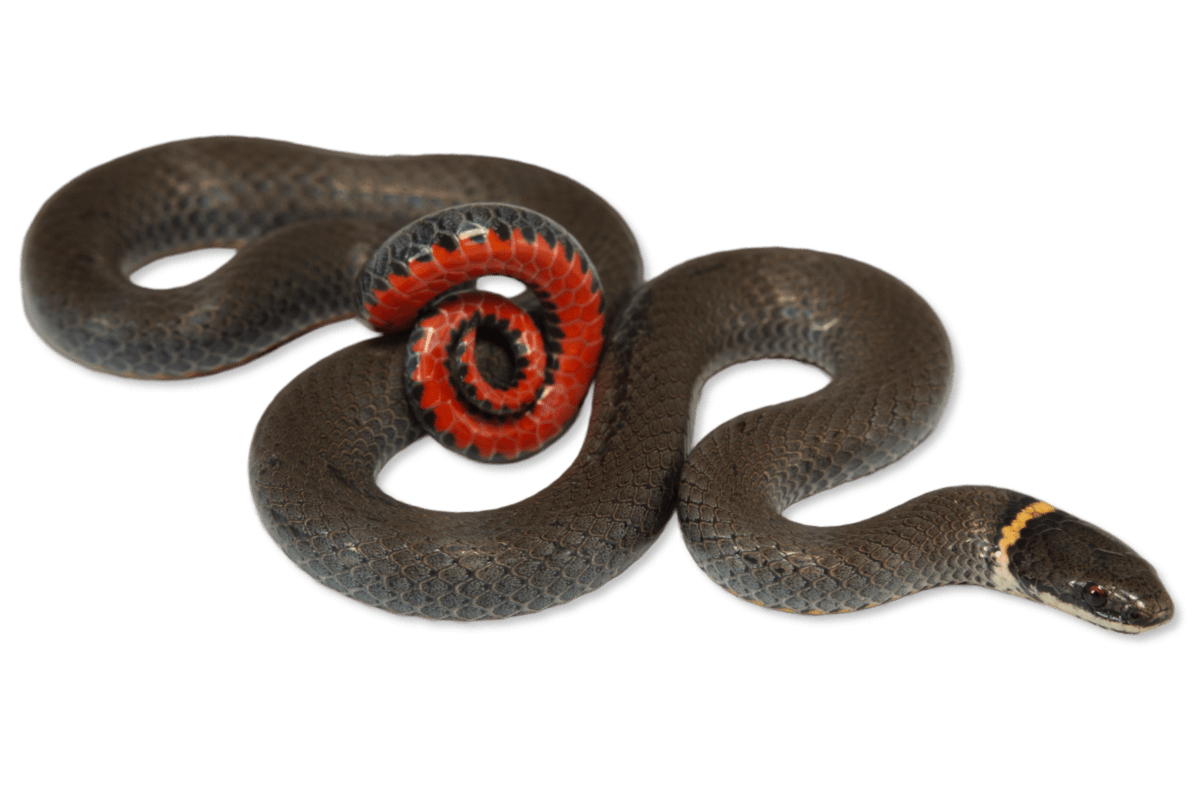 <p><span><span>Ring-necked snake</span></span></p>