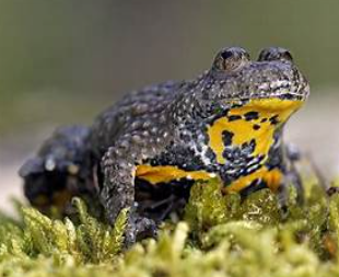 <p>Bombina variegata</p>