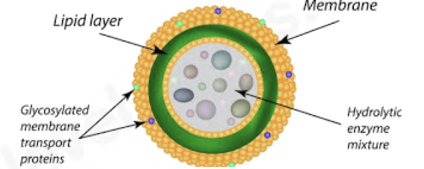 <ul><li><p>spherical single membraned sacks</p></li><li><p>non permanent structures</p></li><li><p>no internal structure</p></li><li><p>contain hydrolytic enzymes</p></li><li><p>responsible for digestion/breakdown of unwanted structures e.g., old organelles</p></li><li><p>can even digest whole cells e.g., in mammary glands after the period of lactation</p></li></ul><p></p>