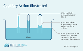 <p>Used by plants to transfer water from their roots to their leaves</p>