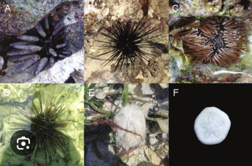 <p>Phylum Echinodermata, Class Echinoidea</p>
