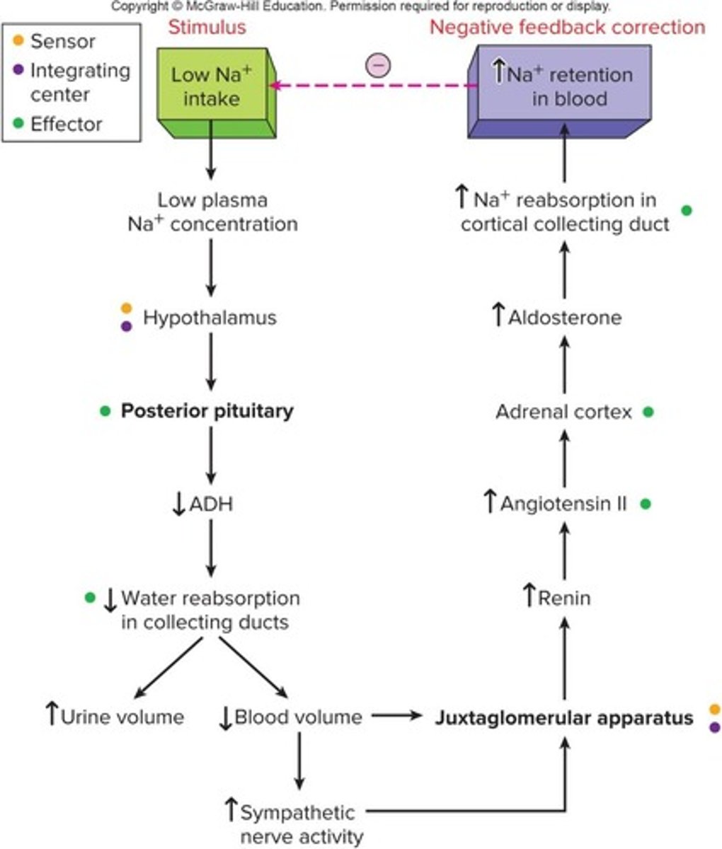 <p>Hormonal system regulating blood pressure and Na+.</p>