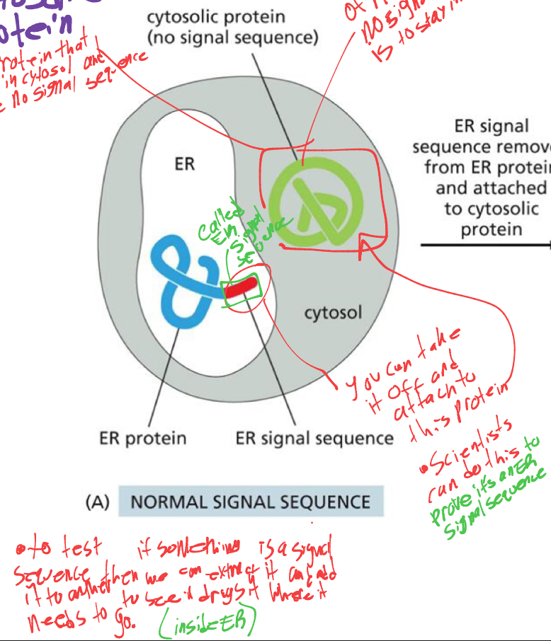 <p>it would be an ER protein and enter the ER’s membrane</p>