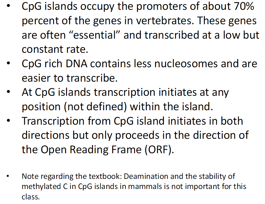 <p><strong>CpG Island Promoters</strong><br> CpG islands occupy the promoters of about 70 percent of vertebrate genes<br> These genes are often essential<br> They are transcribed at a low but constant rate</p><p><strong>Chromatin Features</strong><br> CpG rich DNA contains fewer nucleosomes<br> Fewer nucleosomes make DNA easier to transcribe</p><p><strong>Transcription Initiation</strong><br> At CpG islands transcription initiates at any position within the island<br> Initiation site is not precisely defined<br> Transcription initiates in both directions<br> Transcription proceeds only toward the Open Reading Frame ORF<br> ORF is the DNA region that codes for protein</p><p><strong>Textbook Note</strong><br> Deamination and stability of methylated C in CpG islands in mammals is not important for this class</p>