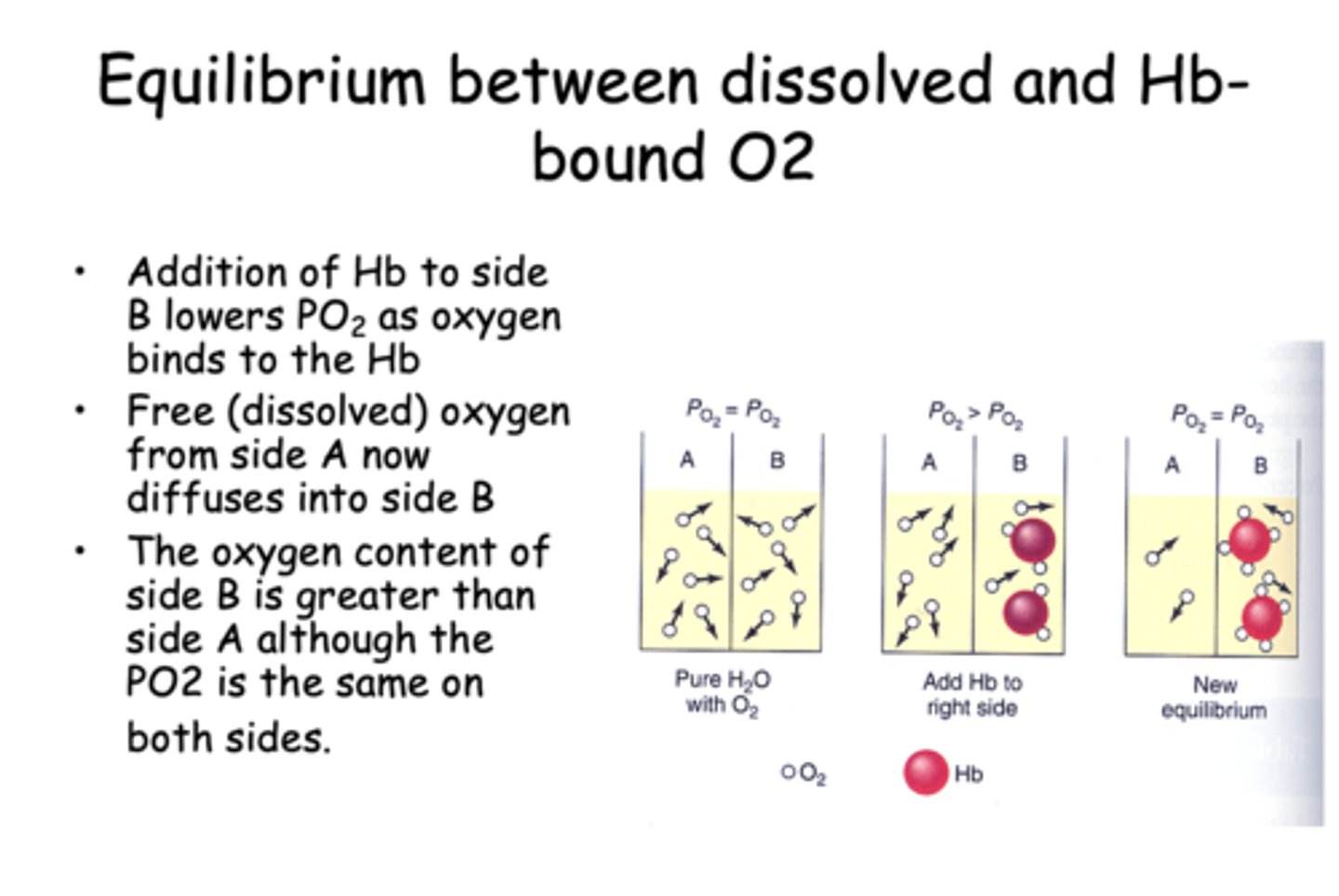 <p>Hemoglobin binds dissolved oxygen, lowering free O₂ and allowing more to diffuse in.</p>