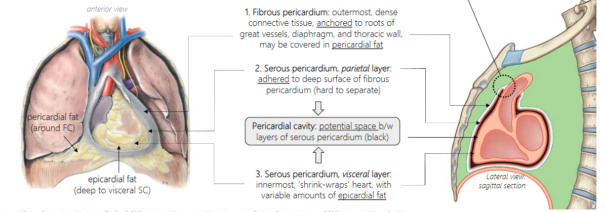 <p>adhered to deep surface of fibrous pericardium (hard to separate)</p>
