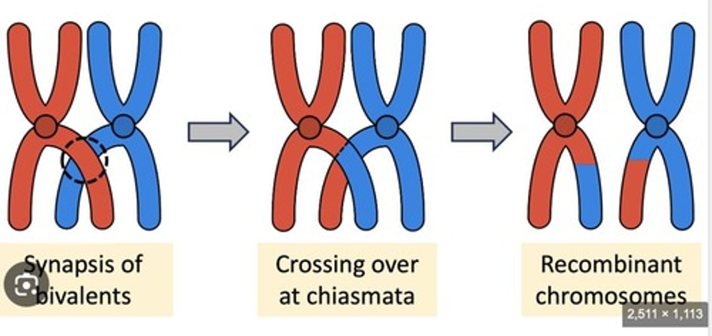 <p>Pairing of homologous chromosomes to form a synapse, followed by exchange of genetic information at chiasma. Only in meiosis</p>