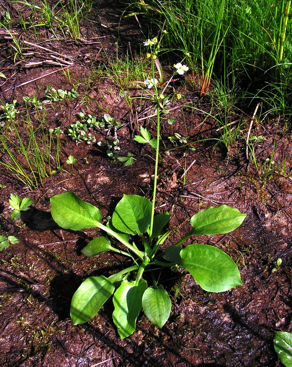 <p><em>Alismataceae</em> - žabníkovité</p><p><em>Alisma plantago aquatica</em> - žabník jitrocelový</p>