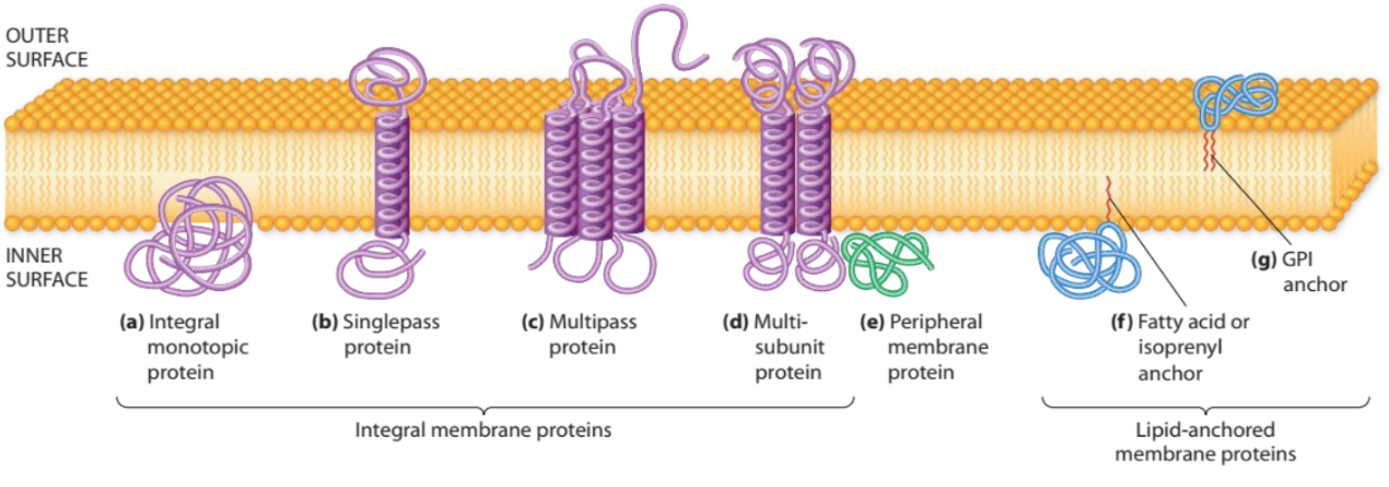 <p>Are classified according to their mode of attachment to the membrane as integral membrane proteins (a-d), peripheral membrane proteins (e), or lipid-anchored membrane proteins (f-g).</p>