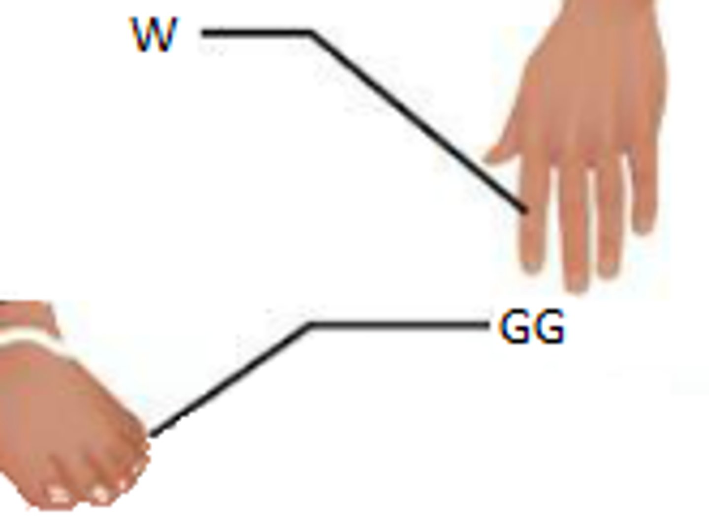 <p>fingers and toes</p>