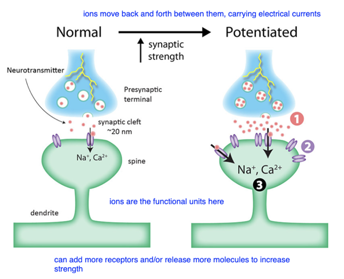<p>• Hebb proposed that synapses are strengthened by learned associations</p><p>• This would happen when two interconnected cells are excited simultaneously: When activity in the presynaptic cell leads to firing in the postsynaptic cell, this coincident activity causes a strengthening of the active synapse (e.g., the association between the auditory neuron and the motor neuron)</p>