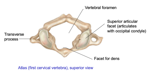 <p><span style="background-color: transparent;"><u><span>Atlas</span></u><span>: “yes” movement (and some </span><u><span>lateral flexion</span></u><span> – tilting ear to shoulder) </span></span></p><ul><li><p><span style="background-color: transparent;"><span>No vertebral body </span></span></p></li><li><p><span style="background-color: transparent;"><span>No spinous process </span></span></p></li><li><p><span style="background-color: transparent;"><span>V. large vertebral foramen (matches with foramen magnum in occipital lobe) </span></span></p></li><li><p><span style="background-color: transparent;"><span>Small holes in transverse process → allows for blood vessels & nerves (from cranial cavity ⇔ body) </span></span></p></li><li><p><span style="background-color: transparent;"><span>Large articular surfaces (</span><em><span>superior articular facets</span></em><span>)</span></span></p></li><li><p><span style="background-color: transparent;"><u><span>Facet for dens</span></u><span>: will form joint with C2 vertebrae </span></span></p></li></ul><p></p>