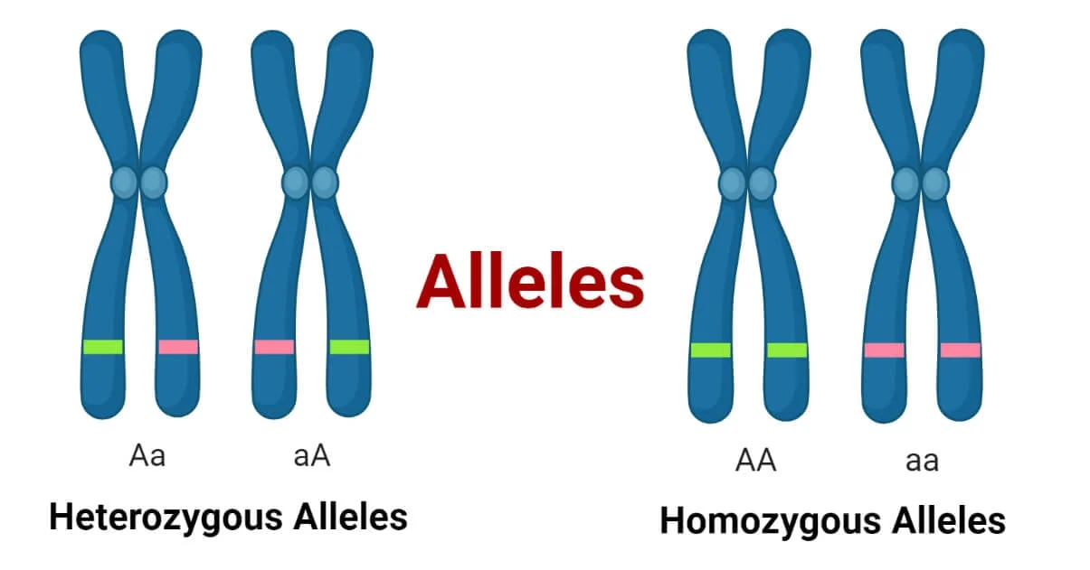 <ul><li><p>Different versions of a gene.</p></li><li><p>Example: A (dominant) or a (recessive) for eye color.</p></li></ul><p></p>