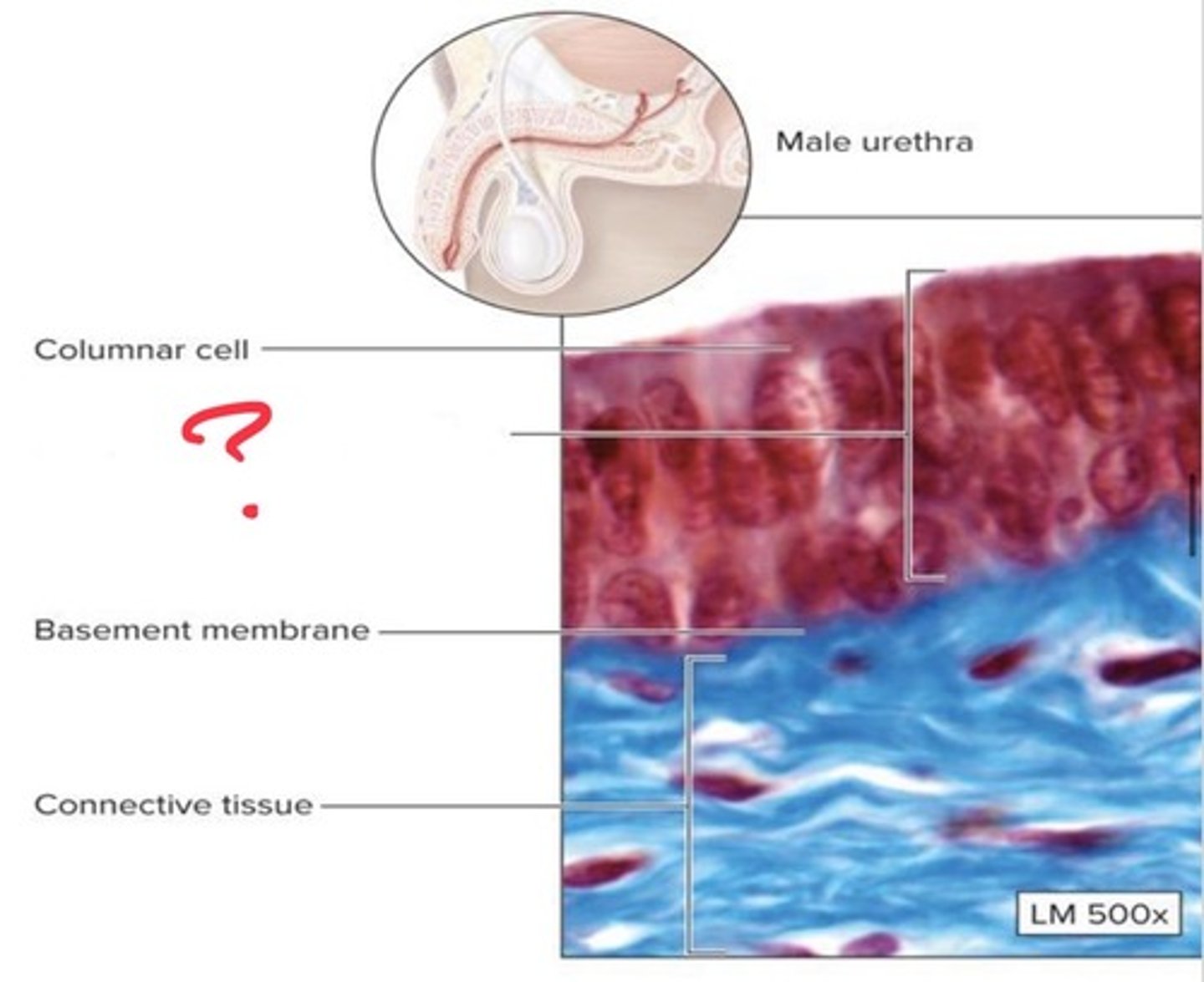 <p>What epithelial tissue is this?</p>