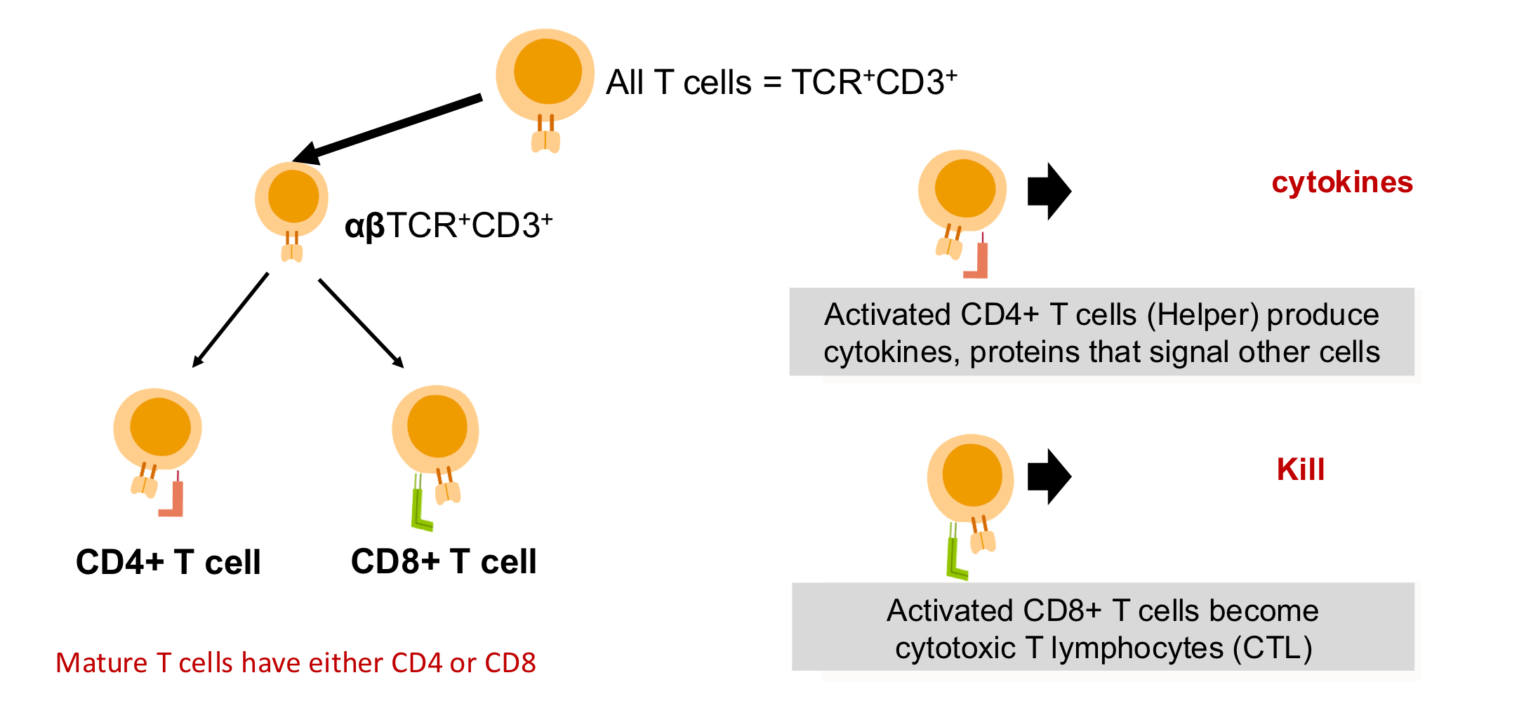 <p>TCR: V(D)J but no SH and CSR; CD3 signal transduction</p><p>chains, antigen recognition</p><p>co-receptor determines function</p>
