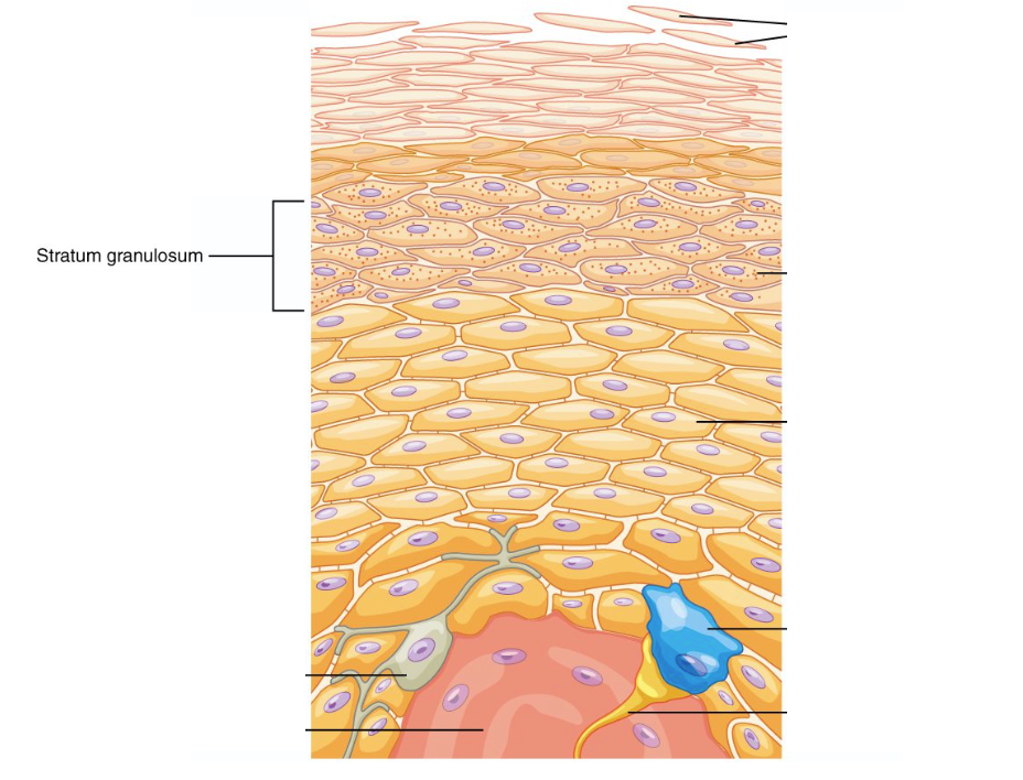 <p>Accumulate dense basophilic keratohyalin granules that contain lipids helping to form a waterproof barrier which prevents fluid loss from the body.</p><p></p><p><span>Contains cells that have lost their nuclei. These cells remain active and secrete keratin. The cells contain granules in their cytoplasm that harbor keratin.</span></p>