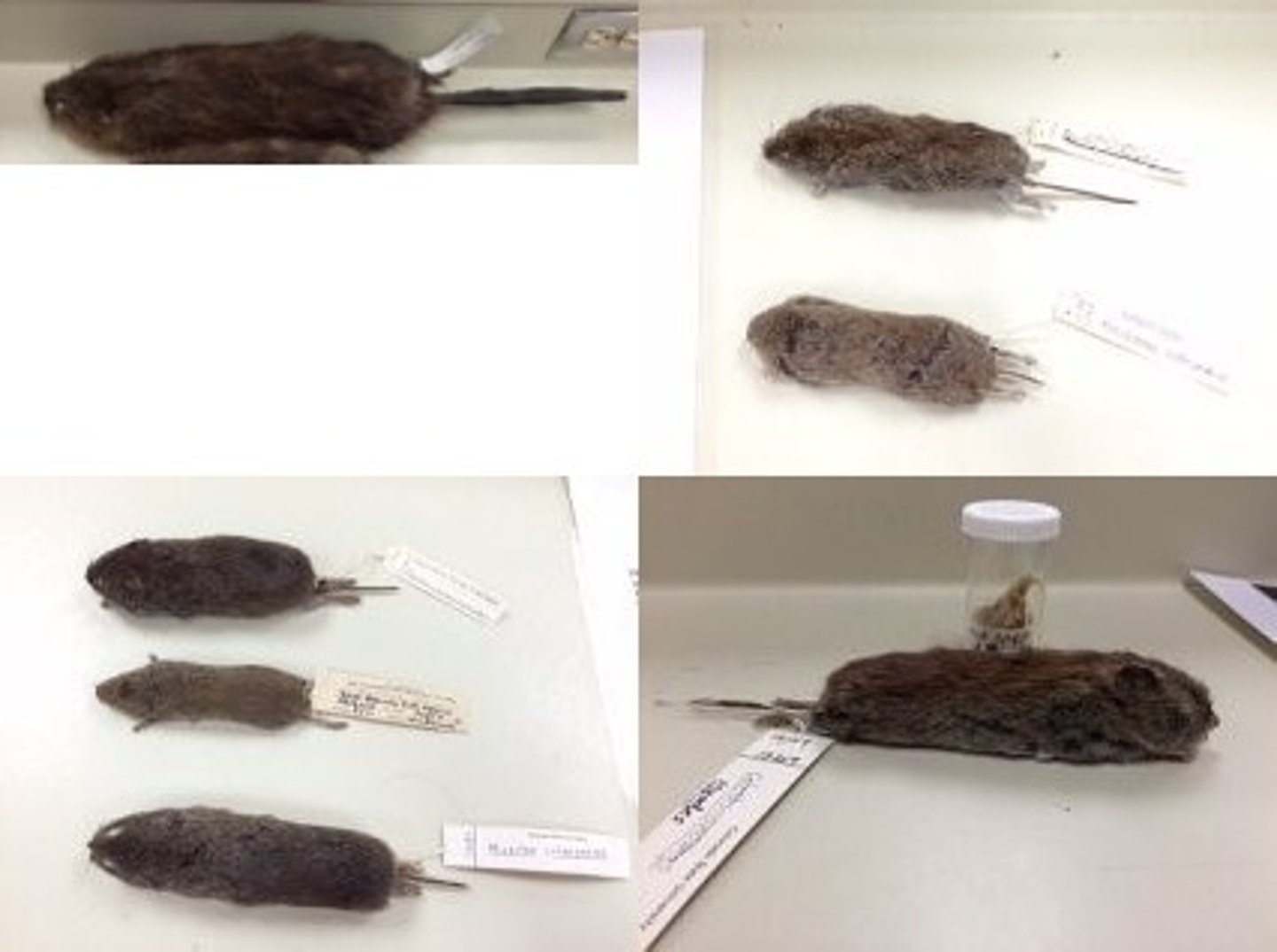 <p>clade Order, family, subfamily?</p>