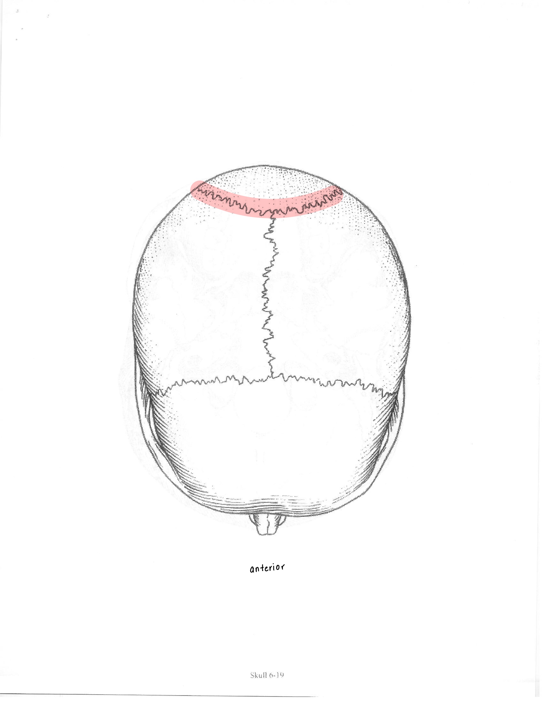 <p>ID feature</p>