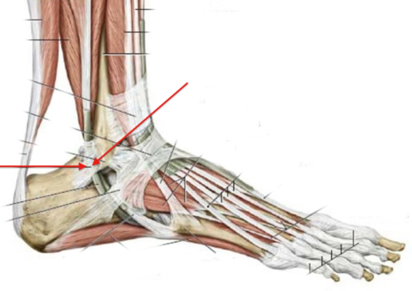 <p>identify, function</p>